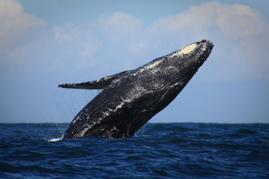 Humpback Whale in islas marietas
